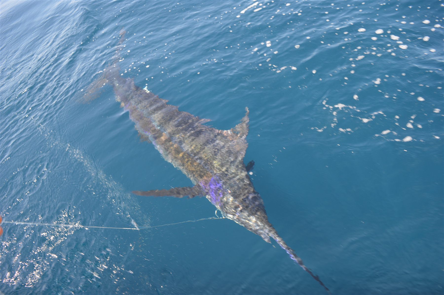 Big game fishing off Boca Chica